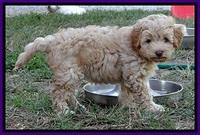 ST pups 8 wks old 11100