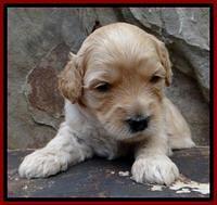 ST pups 3 wks old 34