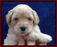 ST pups 4 wks old 9