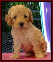 ST pups 5 wks old 7