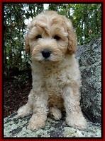 ST pups 8 wks old 4500