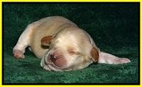 ST pups 1 wk old 25