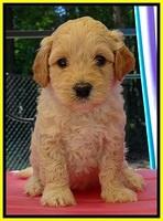 ST pups 5 wks old 16