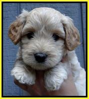 ST pups 6 wks old 21