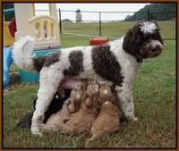 Sundae Trapper pups 5 wks old 11