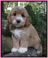 Individual puppy photos