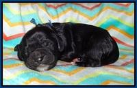 Sundae Trapper Newborn 41