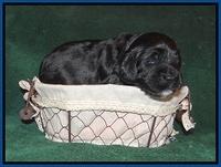 Sundae Trapper pups 2 wks old 31