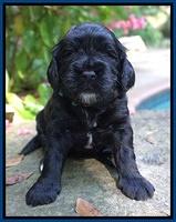 Sundae Trapper pups 3 wks old 21
