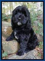 Sundae Trapper pups 8 wks old 31