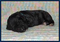 Sundae Trapper pups one week old 41