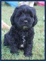 Sundae Trappers pups 7 wks old 11