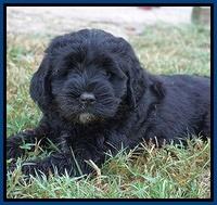 Sundae Trappers pups 7 wks old 21