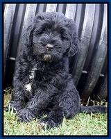 Sundae Trappers pups 7 wks old 31