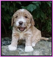Sundae Trapper pups 4 wks old 61