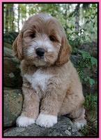 Sundae Trapper pups 8 wks old 51