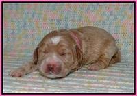 Sundae Trapper pups one week old 51