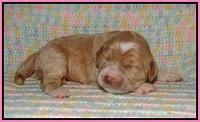 Sundae Trapper pups one week old 61