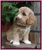 Sundae Trappers pups 6 wks old 71