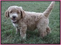 Sundae Trappers pups 7 wks old 71