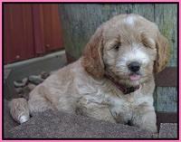 Sundae Trappers pups 7 wks old 91