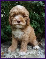 Sundae Trapper pups 8 wks old 91