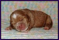 Sundae Trapper pups one week old 71