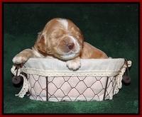 Sundae Trapper pups 2 wks old 151