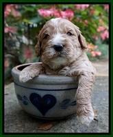 Sundae Trapper pups 3 wks old 151