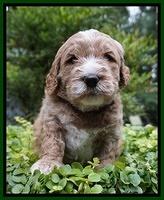 Sundae Trapper pups 4 wks old 141