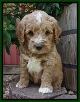 Sundae Trappers pups 6 wks old 171