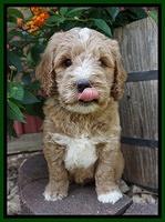 Sundae Trappers pups 6 wks old 181