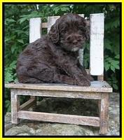 Sundae Trapper pups 4 wks old 191