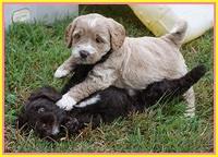 Sundae Trapper pups 5 wks old 211