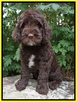 Sundae Trapper pups 8 wks old 281