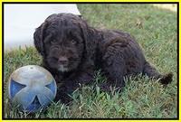 Sundae Trappers pups 7 wks old 261