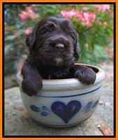 Sundae Trapper pups 3 wks old 211