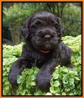 Sundae Trapper pups 4 wks old 241