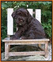 Sundae Trapper pups 4 wks old 251
