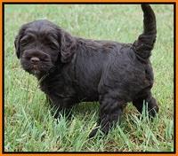 Sundae Trapper pups 5 wks old 321
