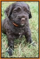 Sundae Trapper pups 5 wks old 331