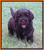Sundae Trapper pups 5 wks old 351
