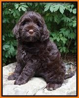 Sundae Trapper pups 8 wks old 261