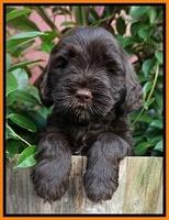 Sundae Trappers pups 6 wks old 251