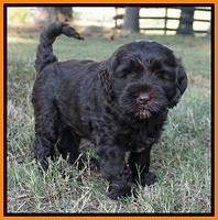 Sundae Trappers pups 7 wks old 321