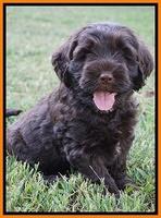 Sundae Trappers pups 7 wks old 361