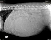 Sundae preg xray Trapper 7 27 18