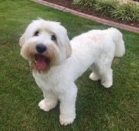 Trapper 1 yr old 3