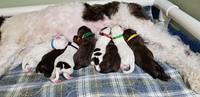 Sundae Newborn puppies 1