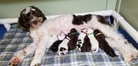Sundae newborn puppy group 2